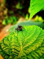 Cerca de la mosca en la hoja foto