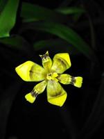 cerrar flor amarilla con luz oscura foto