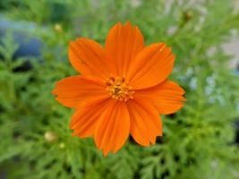 flor de naranja con fondo borroso foto