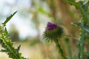 thistle flower in the foreground out of focus photo