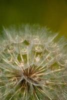 dandelion natural healing plant