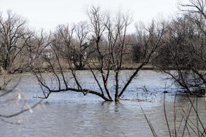 Flooding Scene with River and a tree in the middle photo