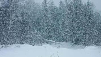 Blizzard en el bosque con gran cantidad de nieve. video