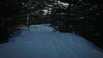 Blick auf ein Tier, das im Winter Futter aufspürt video