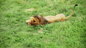 león durmiendo y moviendo la cola. video