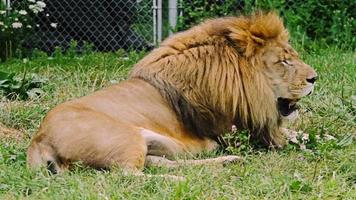lion au repos - mâle video