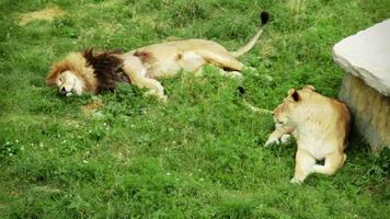 couple de lion relaxant sur l'herbe