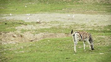 zebra in zoo video