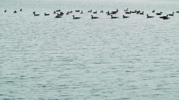Swimming Group of Canada Geese. video
