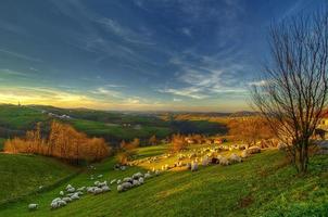 rebaño de ovejas en las colinas foto