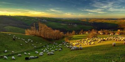 rebaño de ovejas en las colinas foto