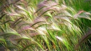 grano di mare che si muove nel vento video