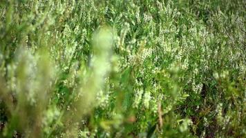 lange groene zeeplant en bloemen die in de wind bewegen video