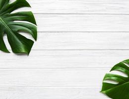 Tropical leaves monstera photo