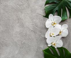 hojas tropicales monstera y flores de orquídeas blancas foto