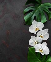 Tropical leaves monstera and white orchid flowers photo