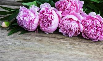 hermosas flores de peonía rosa foto