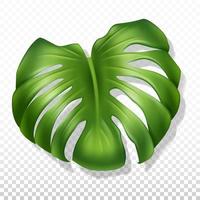 Big green leaf monstera. Close-up, realistic illustration. Isolated on a transparent background. Vector. vector