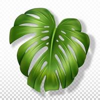 Big leaf monstera. Close-up, realistic illustration. Isolated on a transparent background. Vector. vector