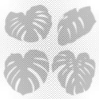 conjunto de efecto de sombra de hojas de monstera, con luz natural. ilustración realista sobre un fondo transparente. vector. vector