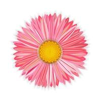 Flower pink gerbera. With a golden core and soft shadows. On the holiday card, banner. Congratulations. Isolated on white background. vector illustration.