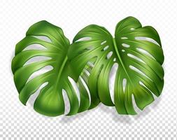 dos grandes hojas de monstera con un brote. primer plano, ilustración realista. aislado en un fondo transparente. vector. vector