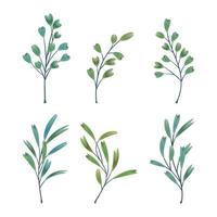 Collection of wild and herbs leaves branch on white background vector