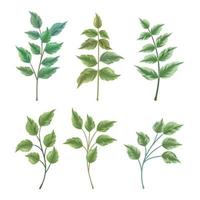 Collection of wild and herbs leaves branch on white background vector