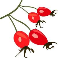 Health and Nutrition Benefits of Rose Hip, Rose Hip fruit vector illustrations