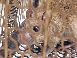 rata marrón encerrada en la trampa para ratas. foto