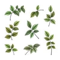 Collection of wild and herbs leaves branch on white background vector