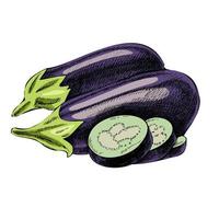 Vector hand drawn vegetable Illustration. Detailed retro style hand-drawn eggplants sketch. Vintage sketch element for labels, packaging and cards design.