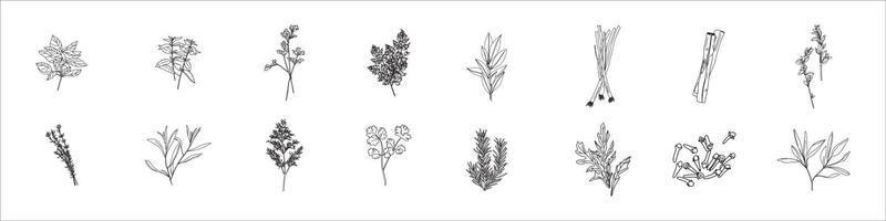 Herbs and spices set. Hand drawn officinalis, medicinal, cosmetic plants. Engraving botanical illustrations vector