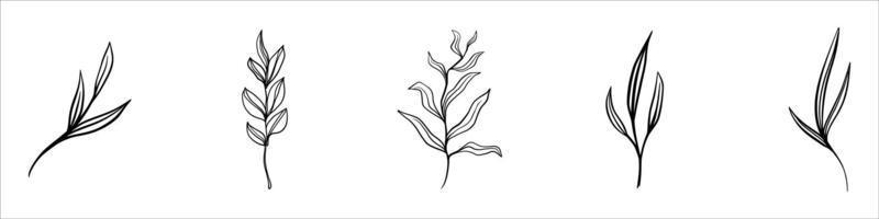 Flower and leaf hand draw sketch black and white with line art vector