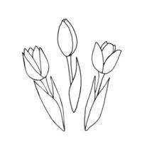 conjunto de flores de tulipanes. bosquejo de la planta botánica. concepto de día de la mujer, primavera, pascua. Ilustración floral de vector dibujado a mano en dibujo de contorno de estilo doodle aislado sobre fondo blanco.
