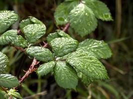 Wet blackberry leaves after a shower in a hedgerow photo