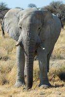 Cerca de un gran elefante en el parque nacional de Etosha. vista frontal. Namibia foto