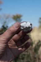 mano humana sosteniendo un cráneo de un pequeño anima salvaje. Namibia foto