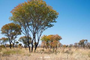 Beautiful landscape with autumn color trees and blue sky. Namibia photo