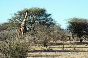 hermosa jirafa en el parque nacional erindi, mirando a la cámara. Namibia