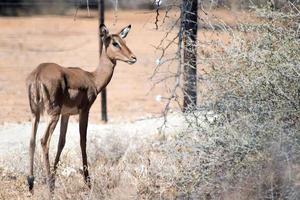 Lindo joven springbock en el parque nacional de Erindi, Namibia foto