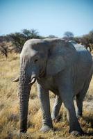 Big african elephant seen from its left side. Etosha National Park, Namibia