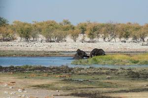 Two african elephants playing in a water hole, in Etosha National Park, Namibia. Beautiful landscape.