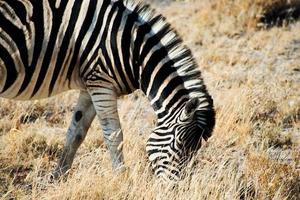 Beautiful portrait of a zebra eating grass at Etosha National Park, Namibia