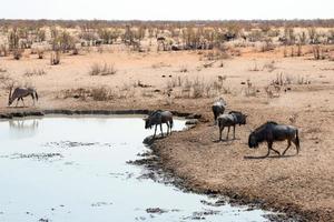 manada de ñus bebiendo agua en un estanque en el parque nacional de etosha. Namibia foto