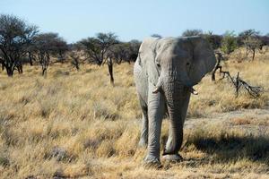 Beautiful african landscape with an elephant looking to the camera. Cut tusk.Namibia photo