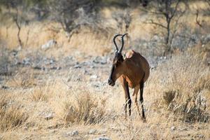 Beautiful african antelope, Kongoni, looking to its right. Etosha National Park, Namibia