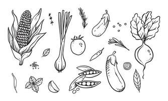 conjunto de verduras, frutas y especias dibujadas a mano ilustración vectorial. comida sana dibujada con arte lineal para diseño de materiales vector