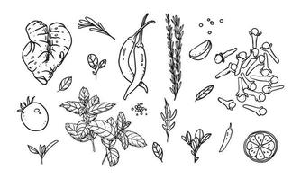 conjunto de verduras, frutas y especias dibujadas a mano ilustración vectorial. comida sana dibujada con arte lineal para diseño de materiales