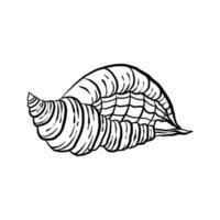 uncolored seashell illustration collection. animated nautical animal in vector graphic for creative design. aquatic object animation isolated on white background.